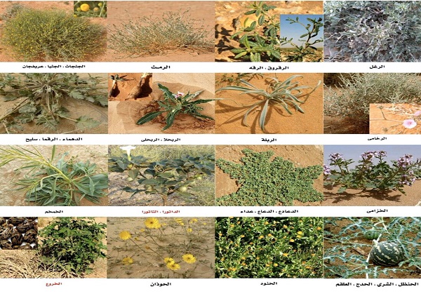النباتات البرية التي تنمو في الكويت